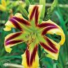 Hemerocallis Free Wheelin